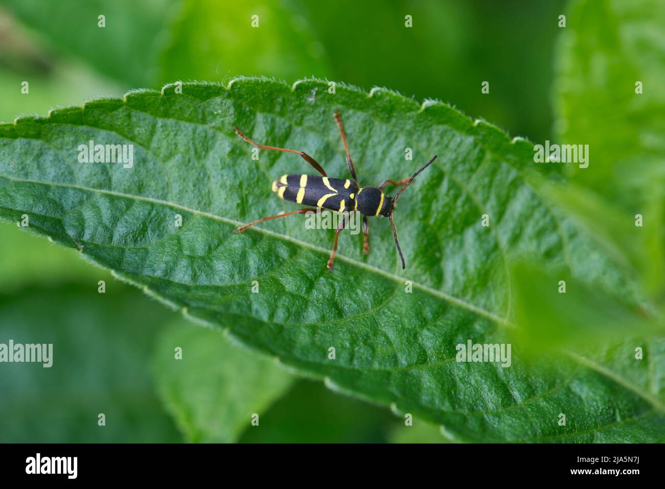 Coleottero del WASP (Clytus arietis), un mimico superbo della vespa Foto Stock
