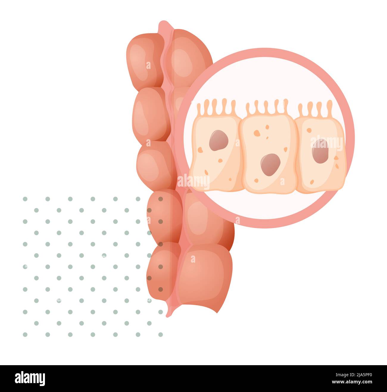 Intestino crasso - sistema cellulare intestinale - Stock Illustration as JPG file Illustrazione Vettoriale