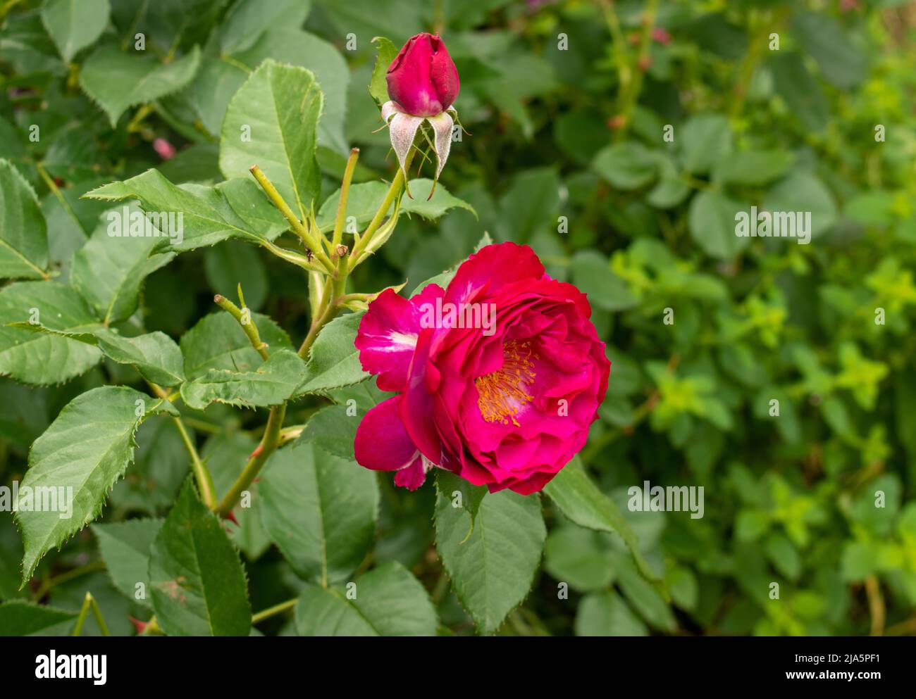 Rosa in un giardino pubblico Foto Stock