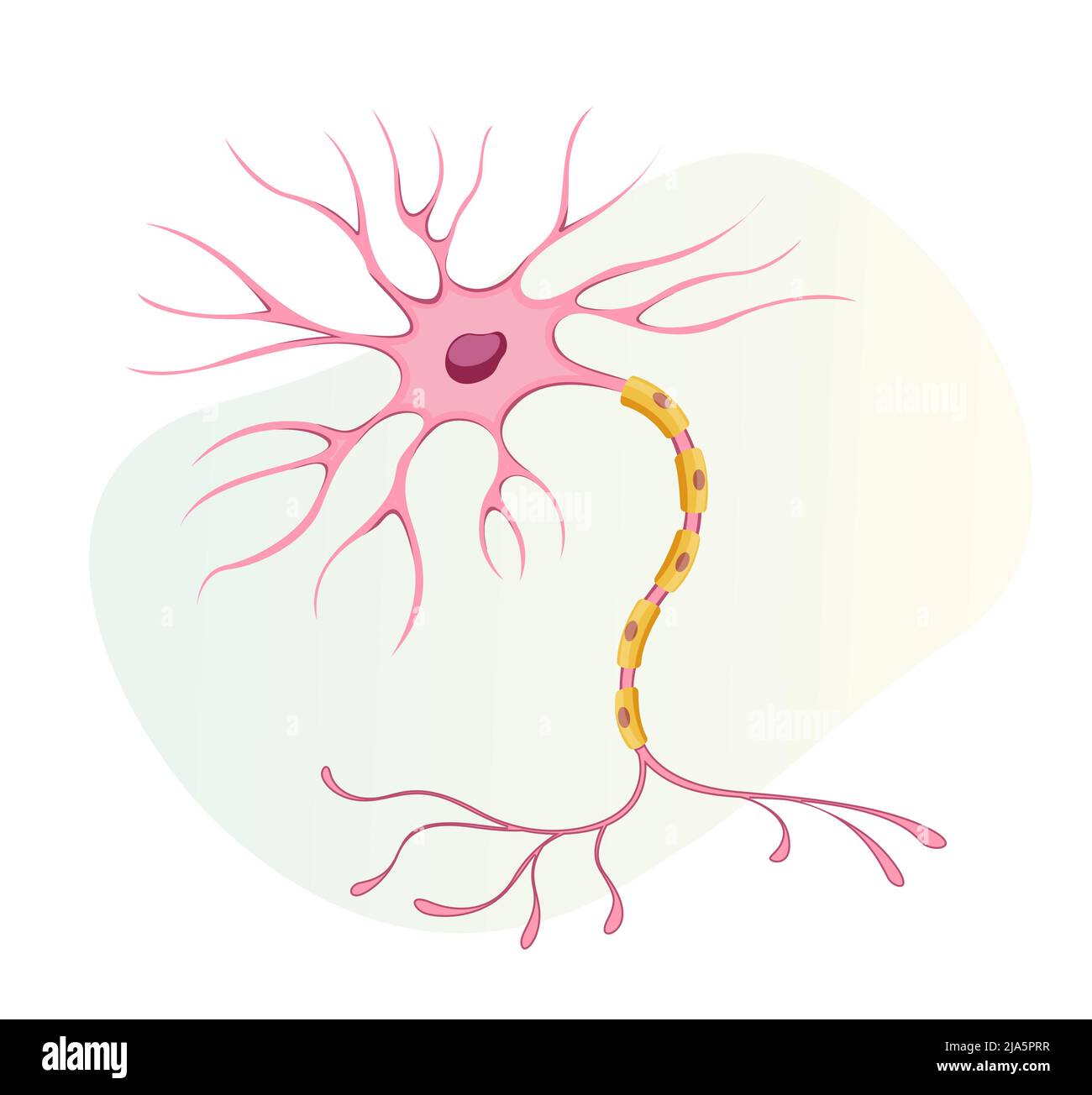 Nurons - celle nervose - Stock Illustration as EPS 10 file Illustrazione Vettoriale