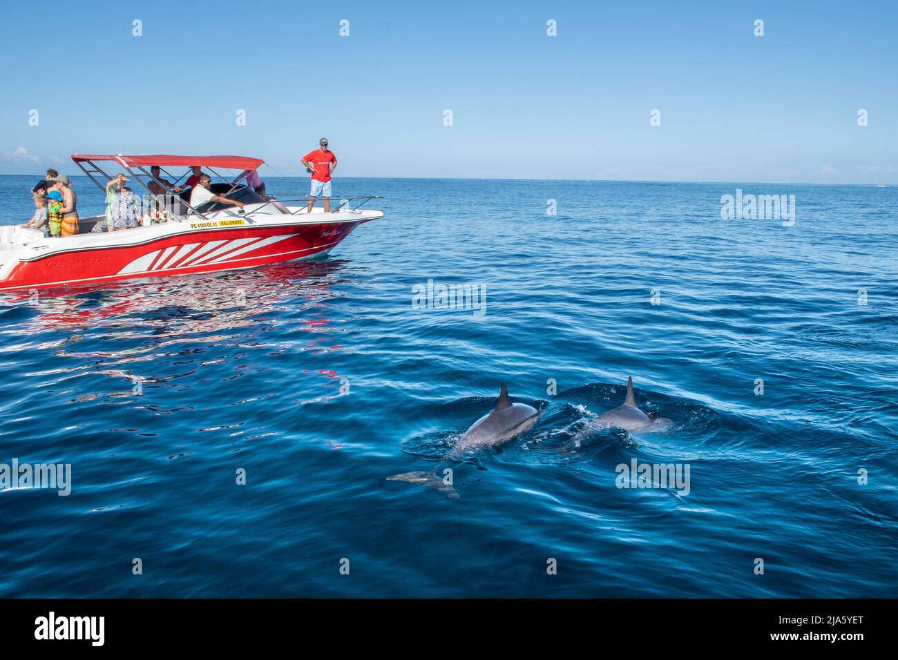 Il gruppo di turisti si esibita in barca con i delfini selvatici Foto Stock