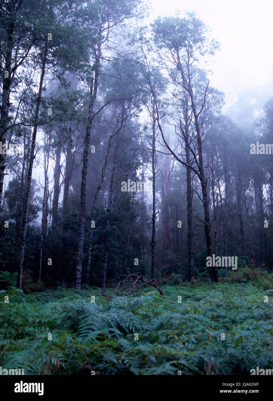 Old Mountain Ash Eucalyptus Regnans Tree Forest Yarra Rangers Forest National Park Victoria Australia Foto Stock