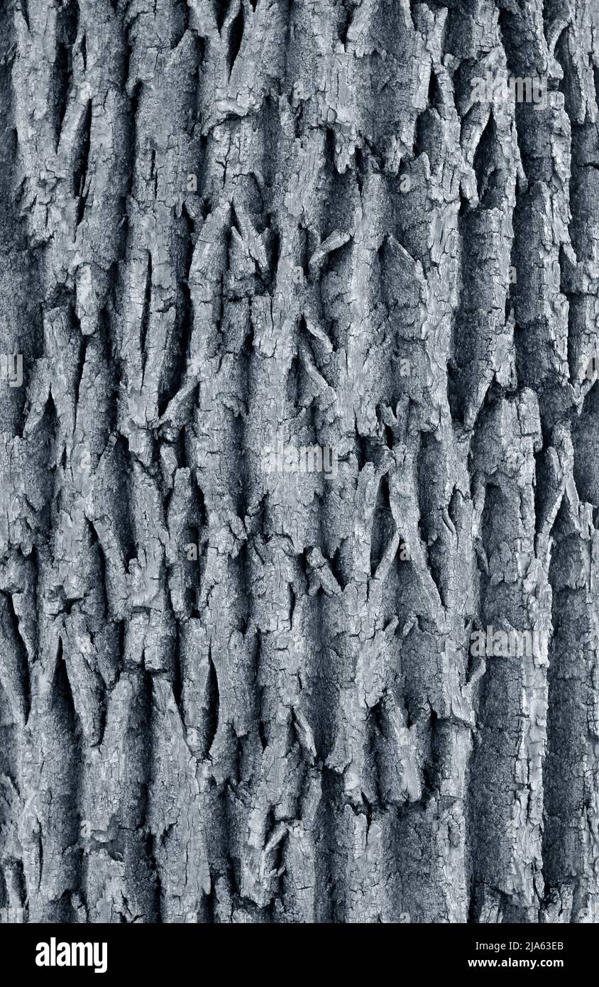 Corteccia di albero di Elm Foto Stock