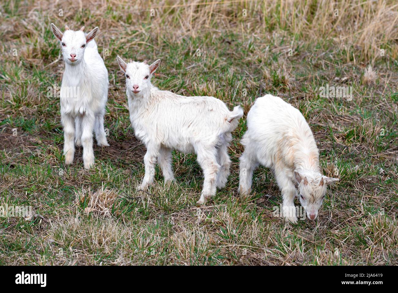 Tre caprine bianche nel pomeriggio di aprile Foto Stock