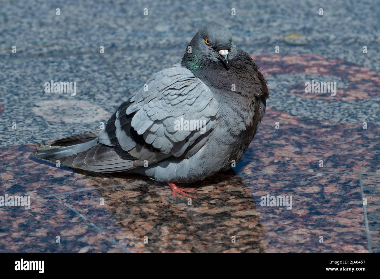 Primo piano su un piccione urbano Foto Stock