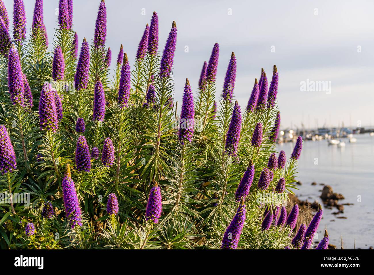 Monterey, California Foto Stock