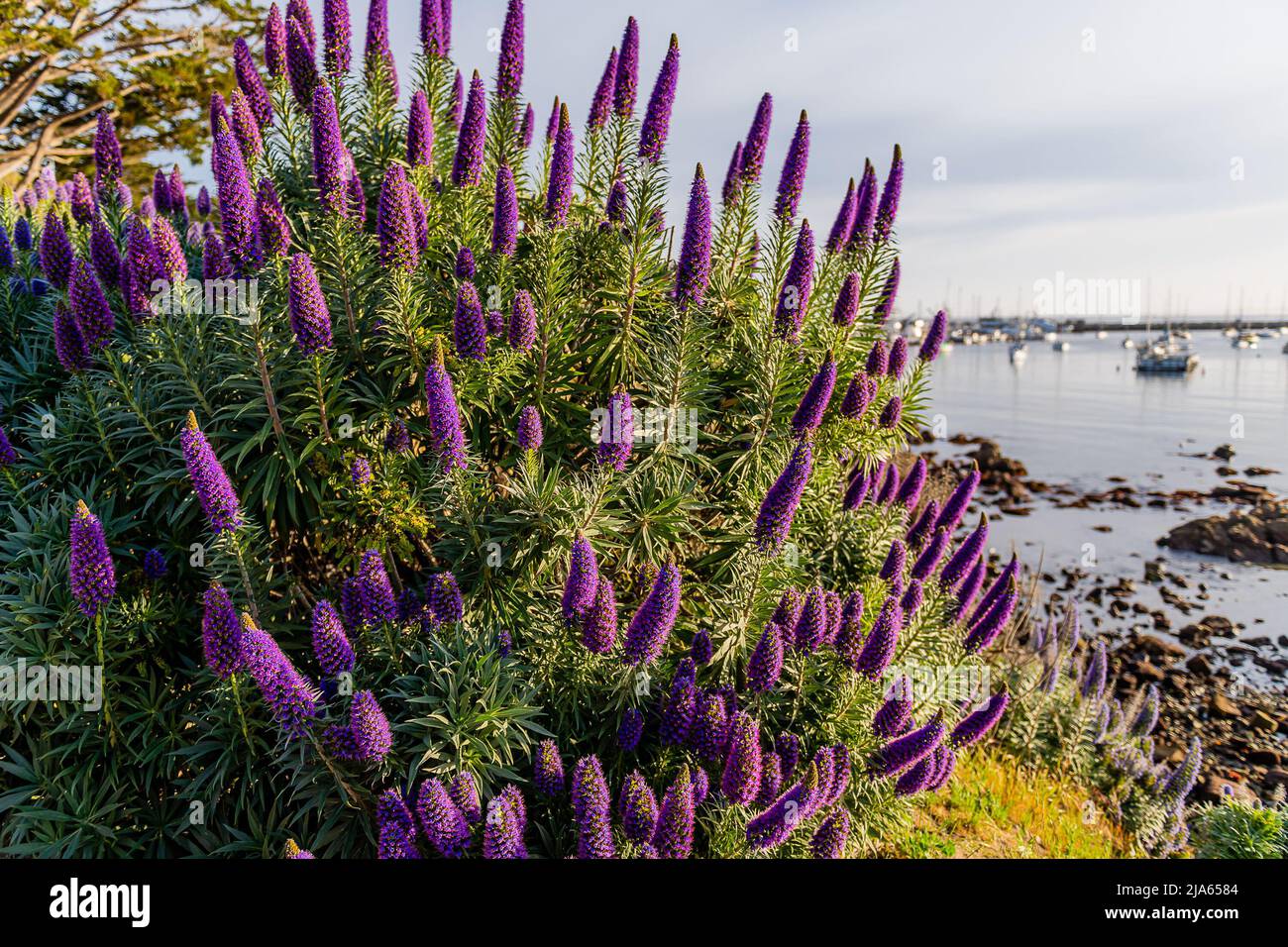 Monterey, California Foto Stock