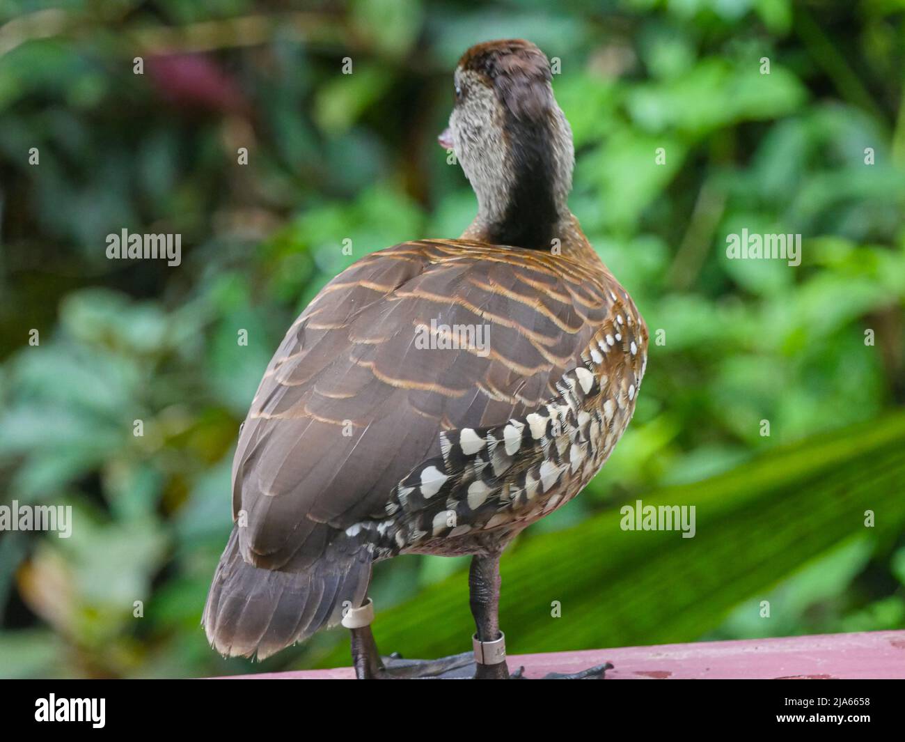 Carino anatra che vagano a Park Foto Stock