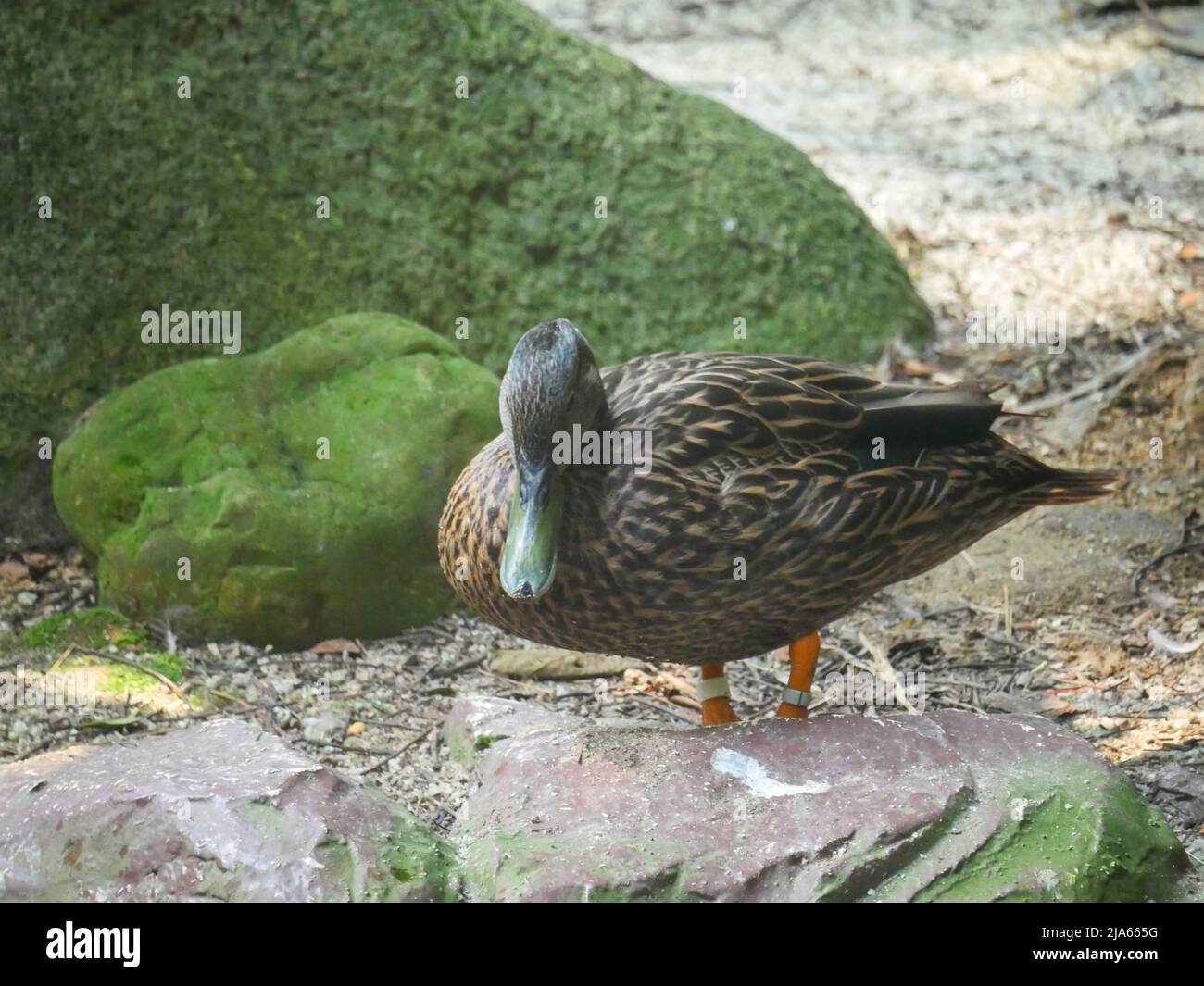 Carino anatra che vagano a Park Foto Stock