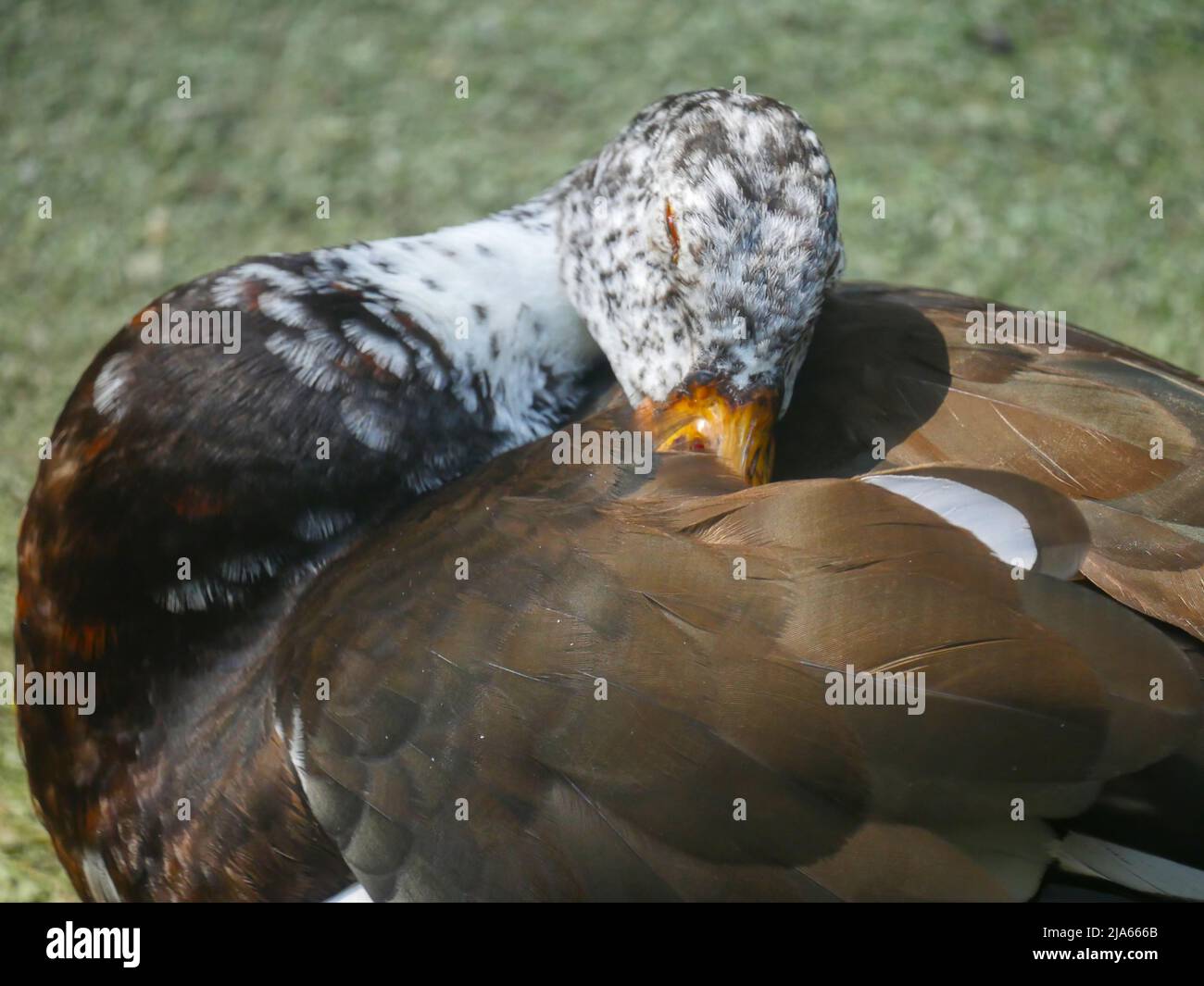 Carino anatra che vagano a Park Foto Stock