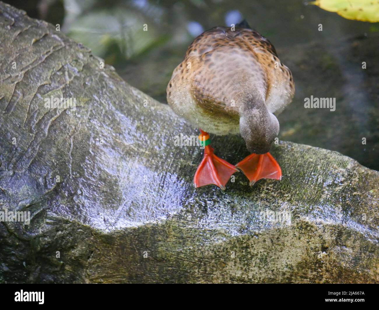 Carino anatra che vagano a Park Foto Stock