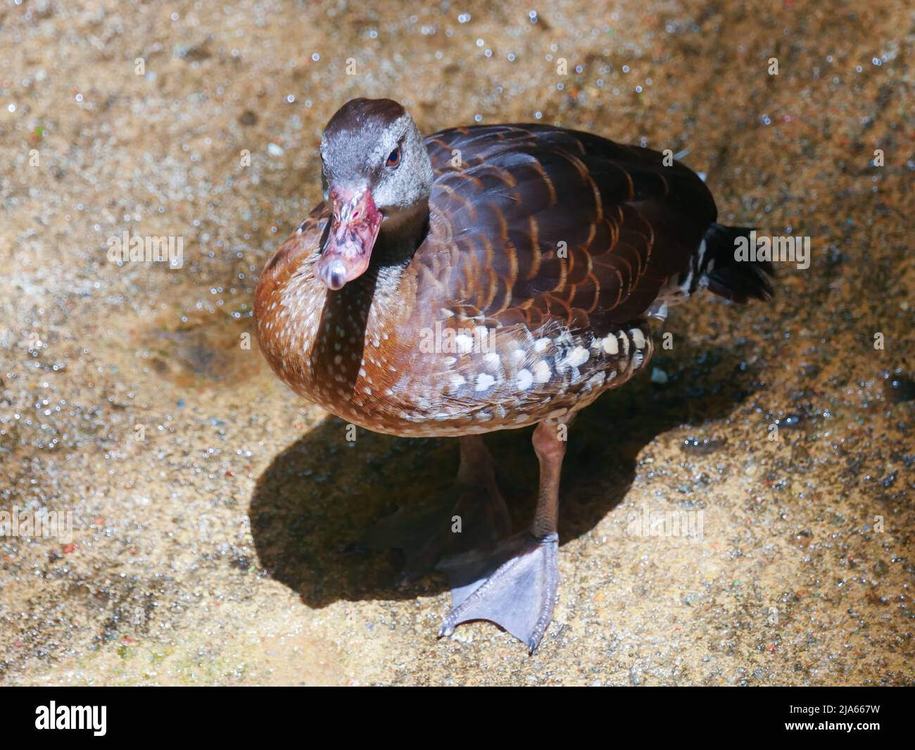 Carino anatra che vagano a Park Foto Stock