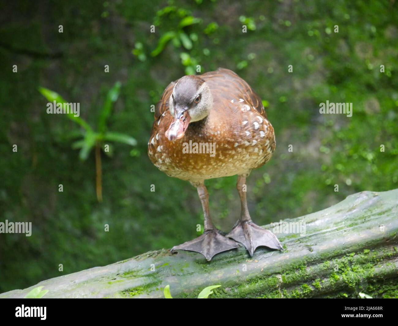 Carino anatra che vagano a Park Foto Stock