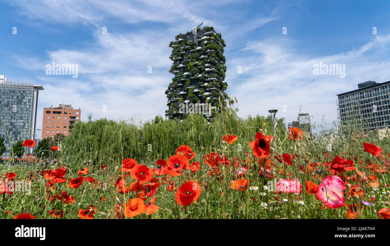 Milano, Italia. Bosco verticale, vista sul moderno grattacielo ecologico con molti alberi su ogni balcone. Papaveri rossi in primo piano Foto Stock