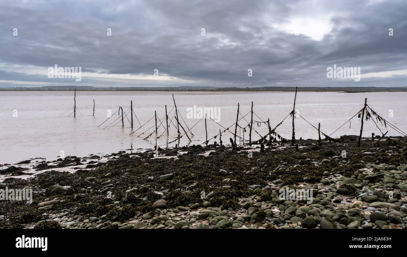 Reti di pali di salmone a bassa marea sull'estuario del fiume Cree a Carsluith, Newton Stewart, Scozia Foto Stock