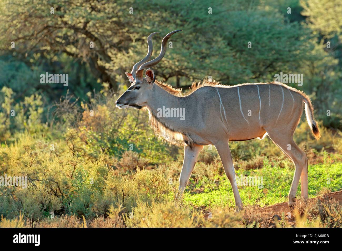 Maschio di kudu antilope (Tragelaphus strepsiceros) in habitat naturale, Sud Africa Foto Stock