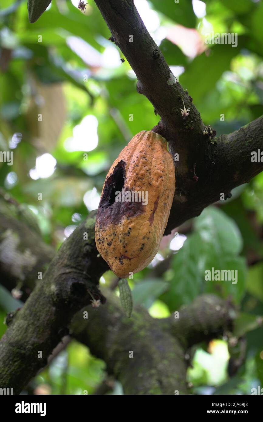 Teobroma cacao anche chiamato cocoagrown per i suoi semi commestibili, il cui nome scientifico significa “cibo degli dei”. Foto Stock