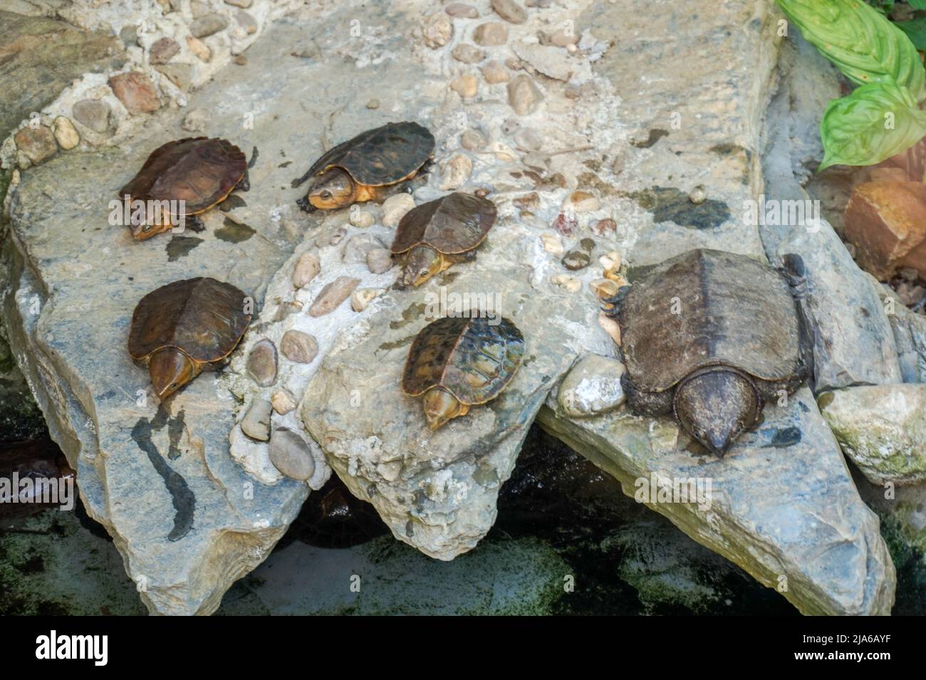 Una famiglia di 5 tartarughe a testa grande che riposano su una roccia in Thailandia Foto Stock