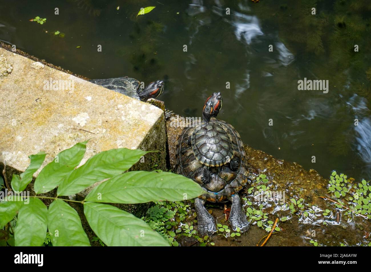 Tartarughe che riposano su altre tartarughe indietro, sostegno e aiuto Foto Stock