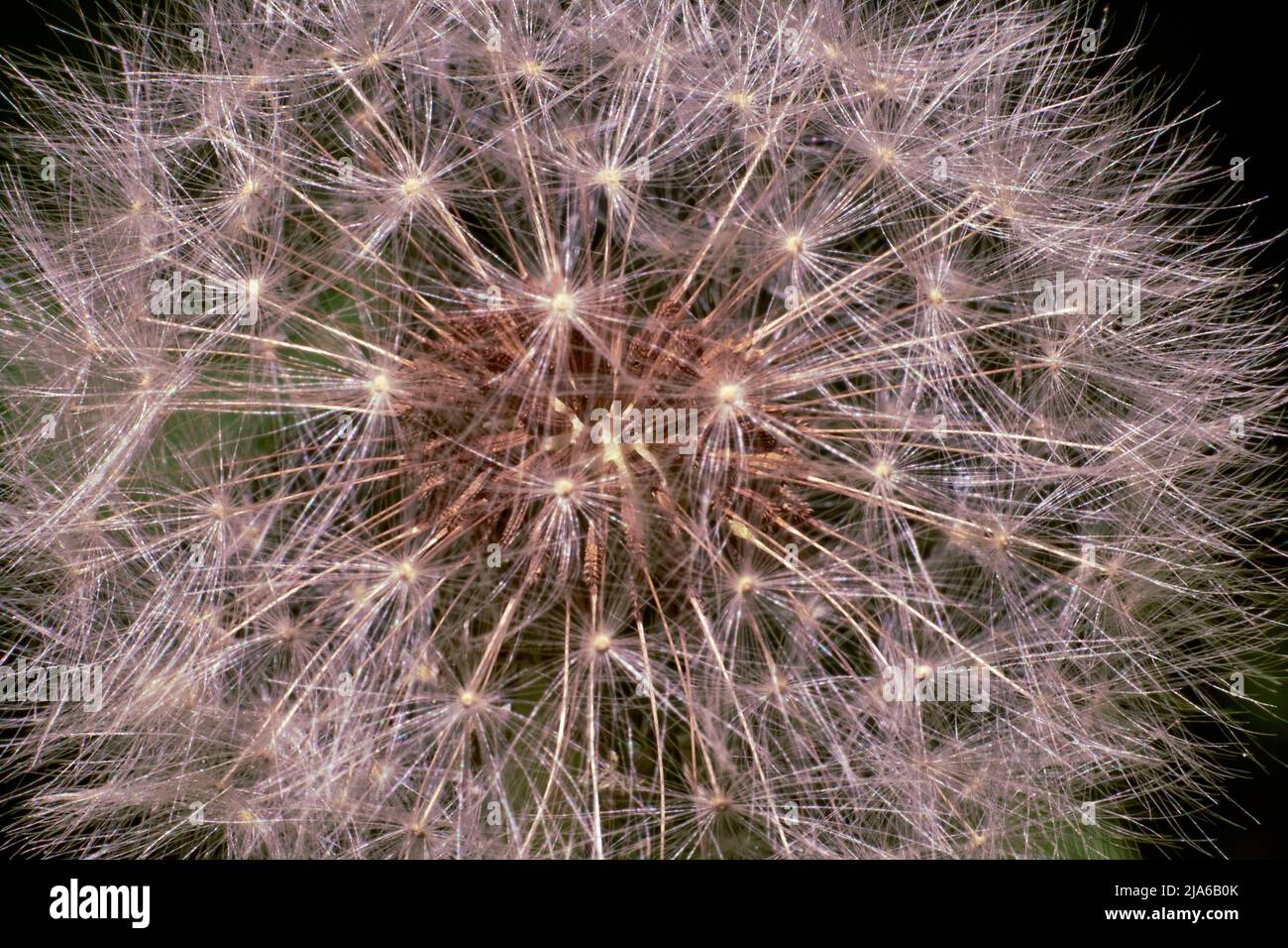I raggi del sole sono riflessi dalle balze della testa di un fiore di dente di leone con uno sfondo sfocato. Foto Stock