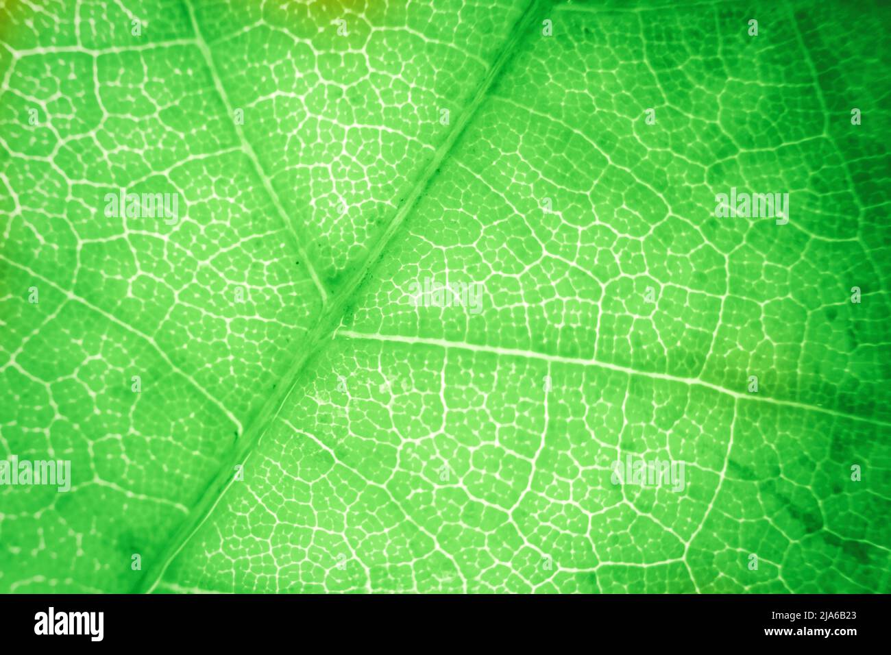 Macro foto di microscopico fogliame organico. Foglia verde fondo struttura Foto Stock
