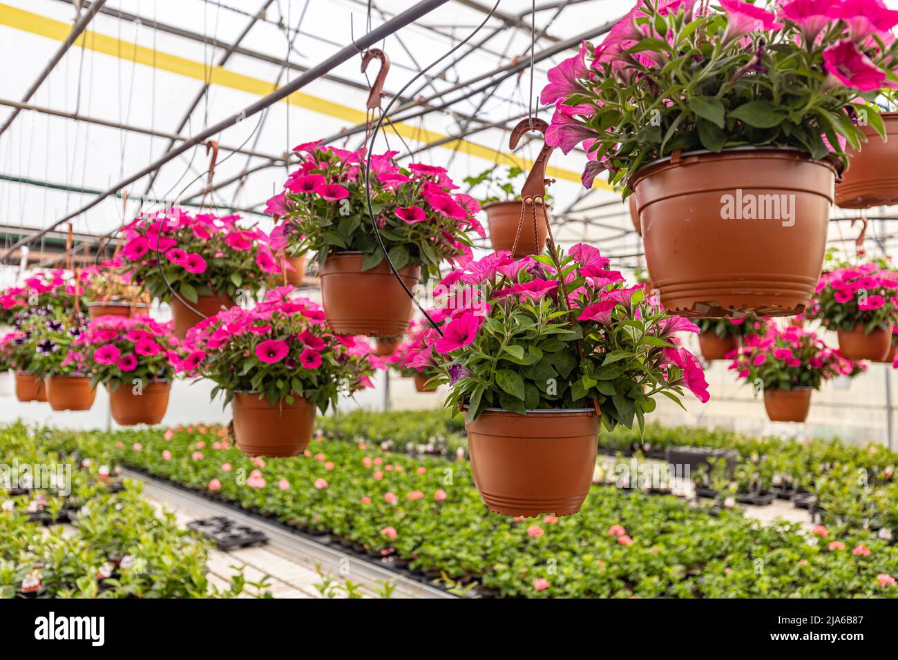 Petunia rosa appesa al soffitto in serra interna Foto Stock