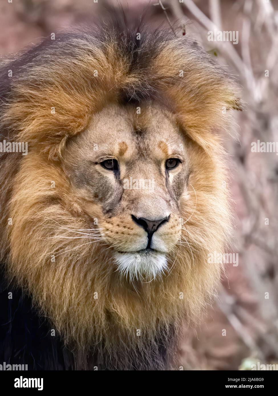 Ritratto faccia del leone africano primo piano Foto Stock