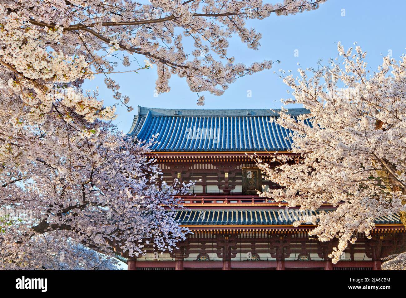 Fiori di ciliegio al Tempio di Honmonji, Ikegami, Tokyo. Giappone Foto Stock