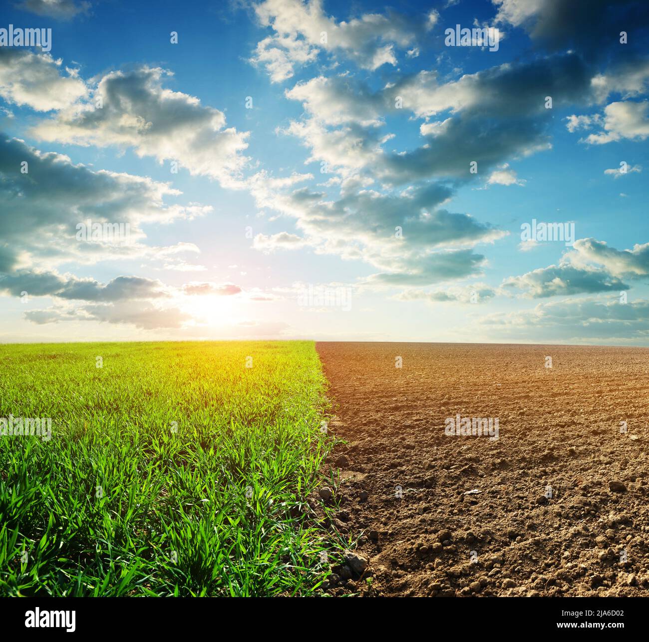 Grano verde e campo arato al tramonto. Tema agricoltura. Foto Stock