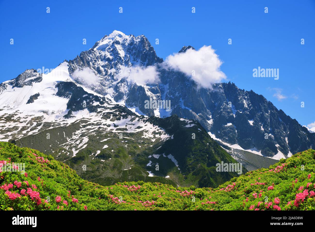 Monte Aiguille Verte con rosa alpina in fiore. Paesaggio di montagna nella Riserva Naturale Aiguilles Rouges, Alpi Graiane, Francia, Europa. Foto Stock