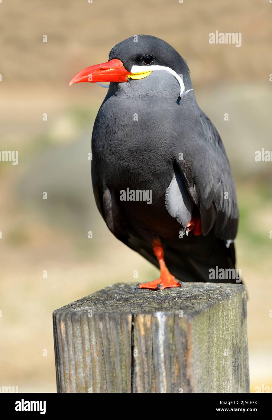 Il Tern Inca (Larosterna Inca), uccello nativo della costa del Perù e del Cile. Foto Stock