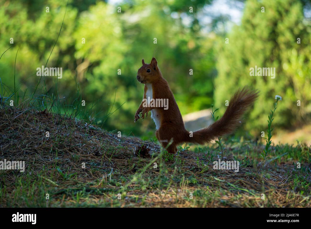Scoiattolo selvatico nella foresta. in posizione eretta. Foto Stock