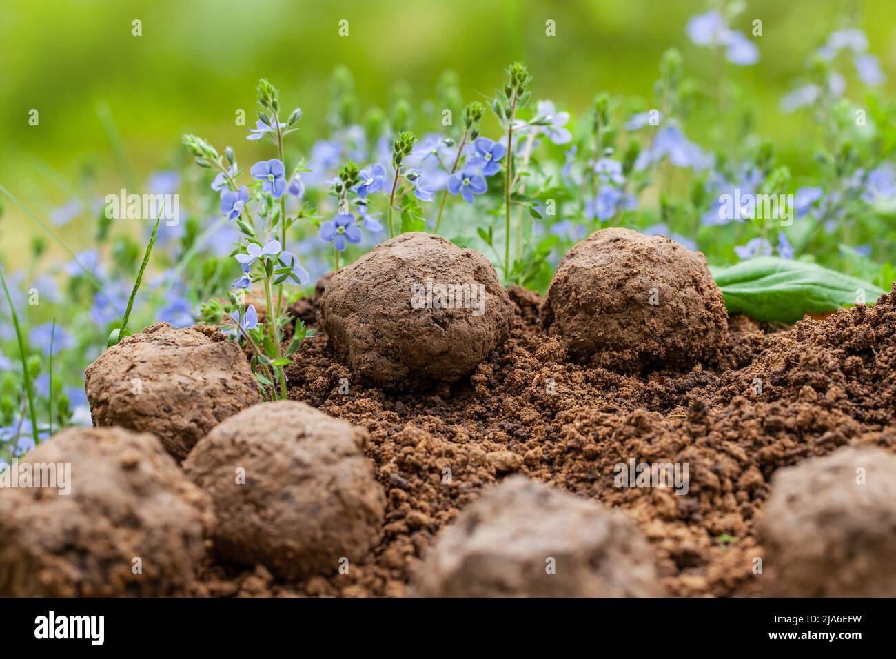 Giardinaggio guerriglia. Semi bombe fiore. Veronica Chamaedrys piante di fiori selvatici germoglianti da palla di seme. Semi bombe su suolo asciutto Foto Stock