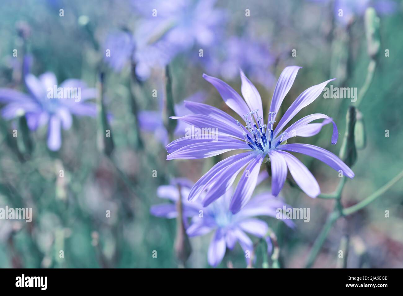 Fiore blu di cicoria ( Cichorium intybus ) primo piano in fiore nel prato. Sfondo della natura. Foto Stock