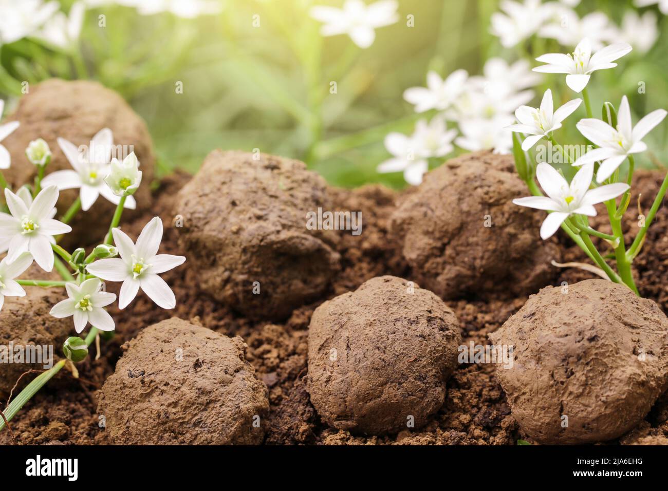 Giardinaggio guerriglia. Semi bombe fiore. Piante di fiore bianco selvatiche germoglianti da palla di seme. Foto Stock