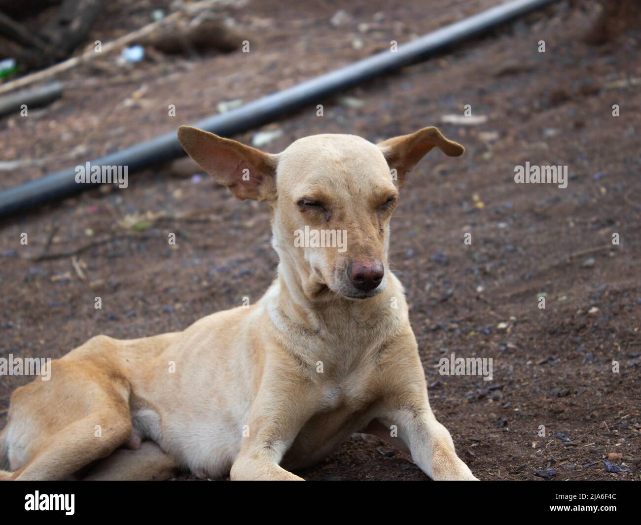 Ehi ragazzi! Spero che le mie immagini siano piacevoli. Condividi il mio profilo se ti piacciono le mie immagini. Foto Stock
