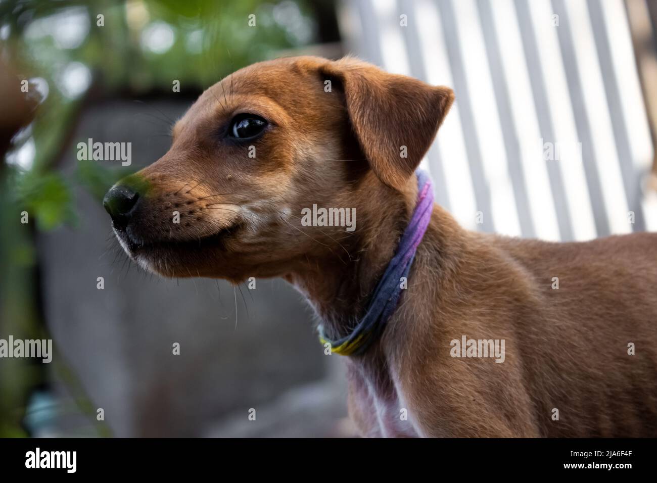 Ehi ragazzi! Spero che le mie immagini siano piacevoli. Condividi il mio profilo se ti piacciono le mie immagini. Foto Stock