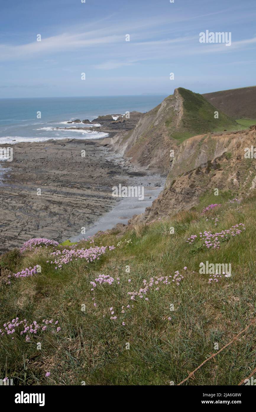 Insolite formazioni rocciose a bassa marea alla bocca della cascata di Speke vicino a Hartland Point North Devon Foto Stock