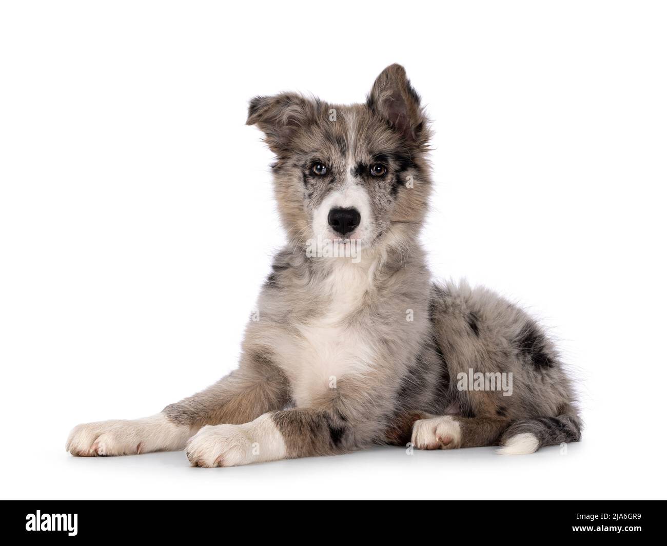 Adorabile cucciolo di cane blu merle Border Collie, che si stenderà lateralmente. Guardando verso la fotocamera con occhi marroni e naso nero a forma di cuore. Isolato su Foto Stock