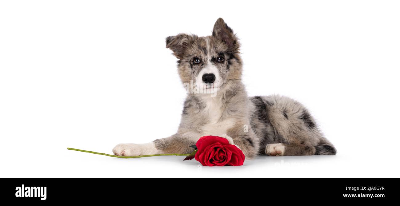 Adorabile cucciolo di cane blu merle Border Collie, adagiato lungo le vie laterali con rosa rossa tra le zampe. Guardando verso la fotocamera con occhi marroni e cuore sha Foto Stock
