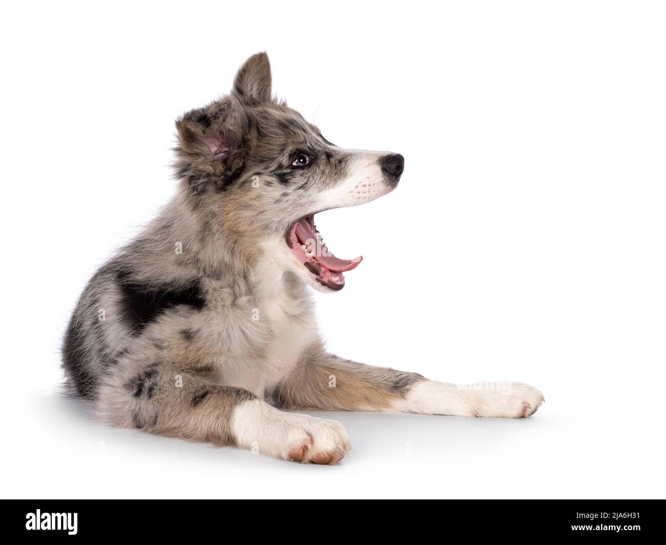 Adorabile cucciolo di cane blu merle Border Collie, che si stendono lungo le strade laterali yawning mostrando lingua e denti. Guardare lontano dalla fotocamera con occhi marroni e h Foto Stock