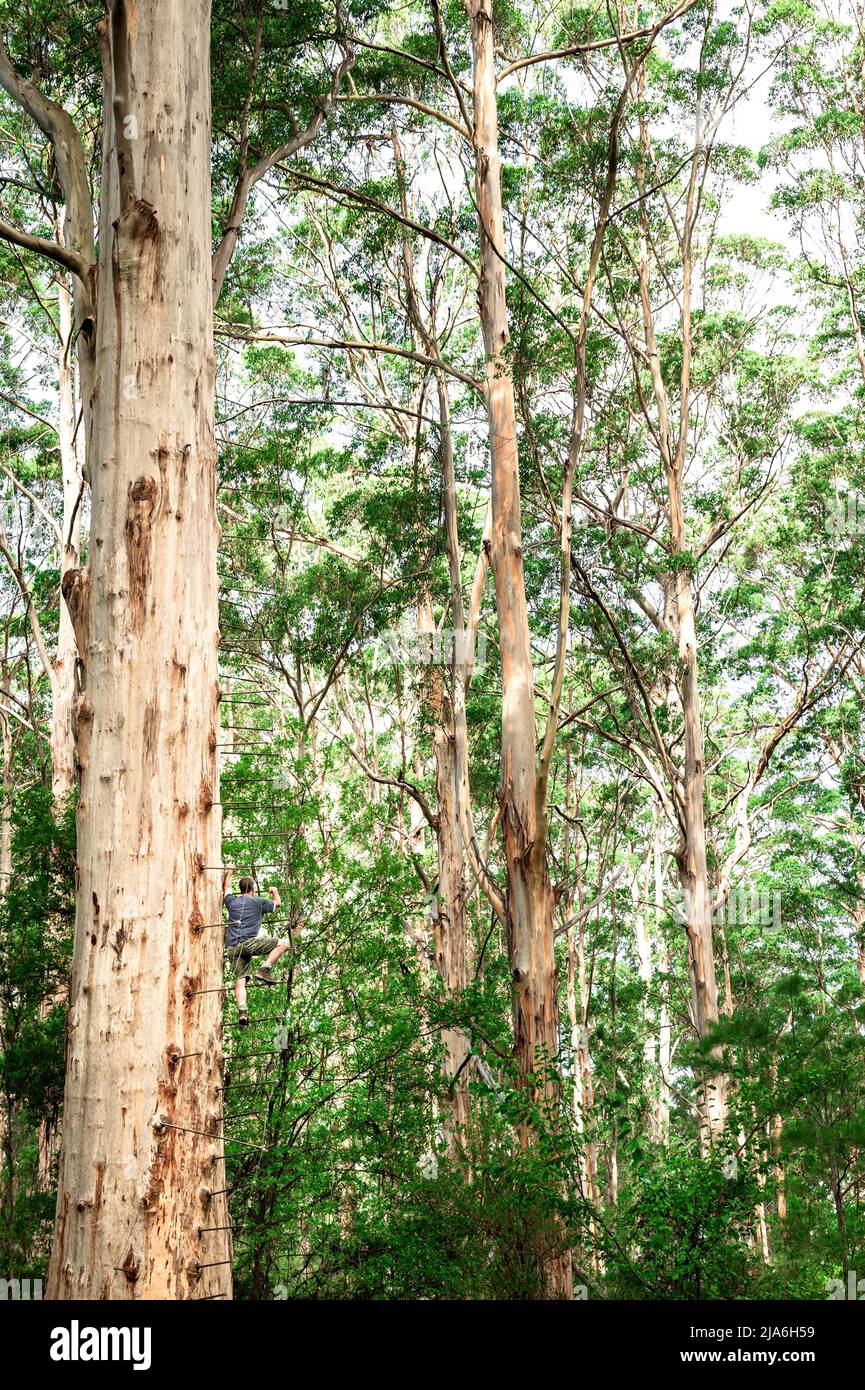 L'antico albero di Cloucester a Pemberton è il secondo albero di osservazione del fuoco più alto del mondo. Foto Stock