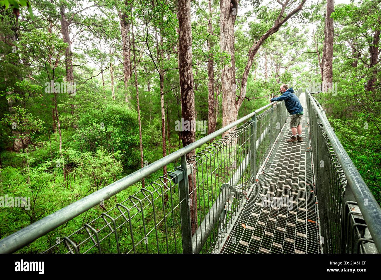 Persona sul famoso Tree Top Walk nel Parco Nazionale di Walpole-Nornalup. Foto Stock