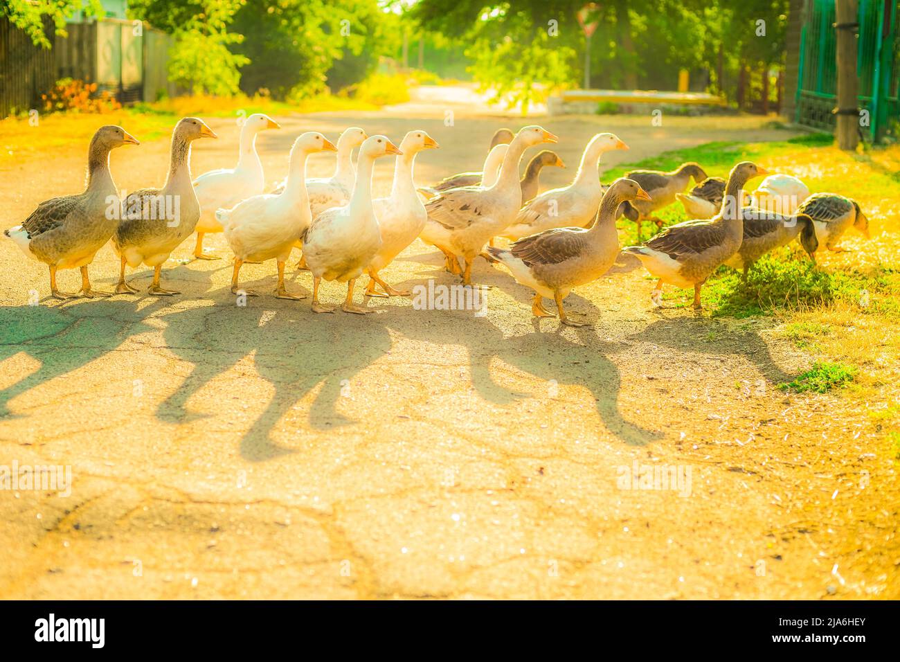 Gregge di oche che pascola su una strada rurale soleggiata, gettando ombre sull'asfalto Foto Stock