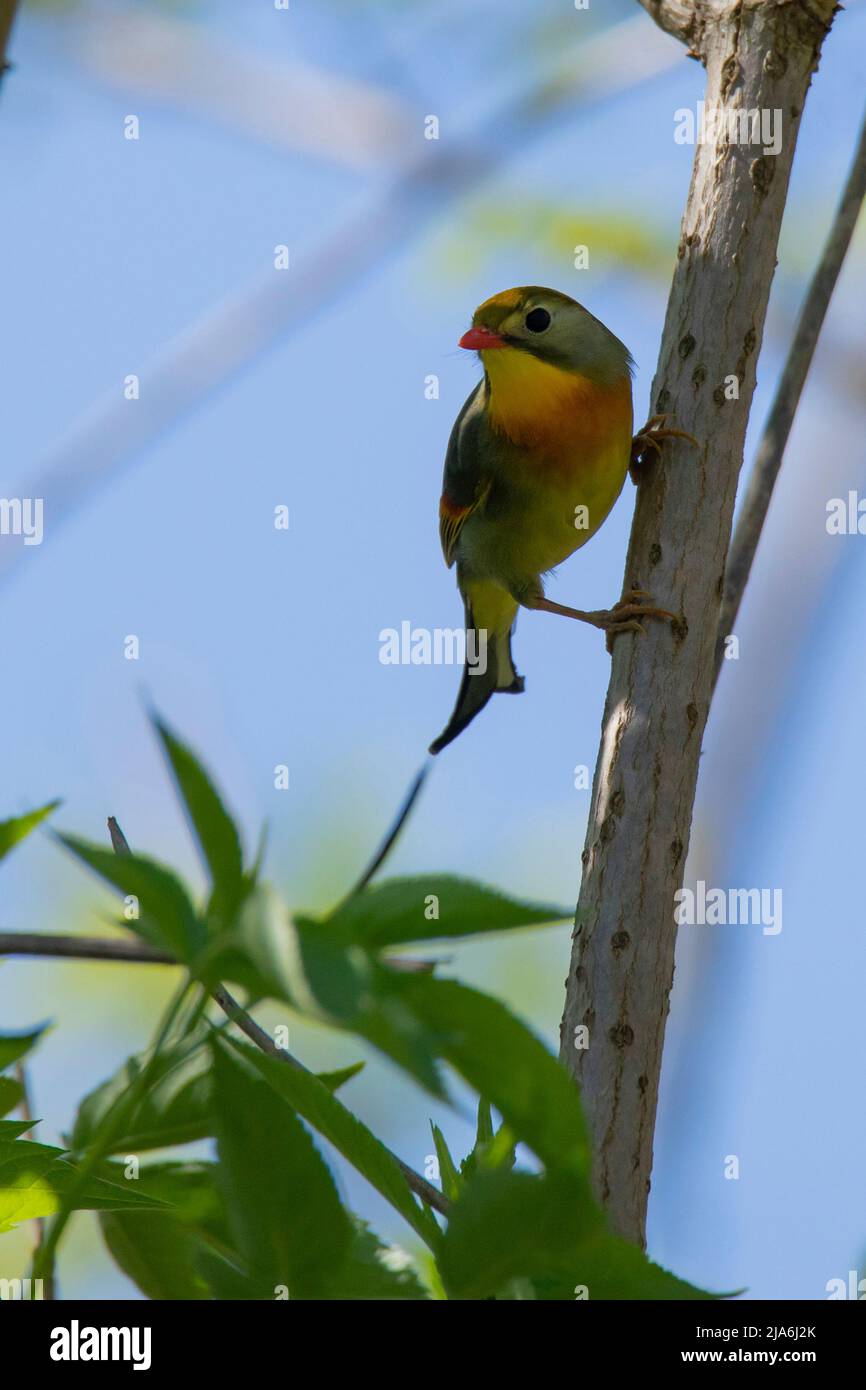 Incubo giapponese , Leiothrix lutea , sul ramo dell'albero Foto Stock
