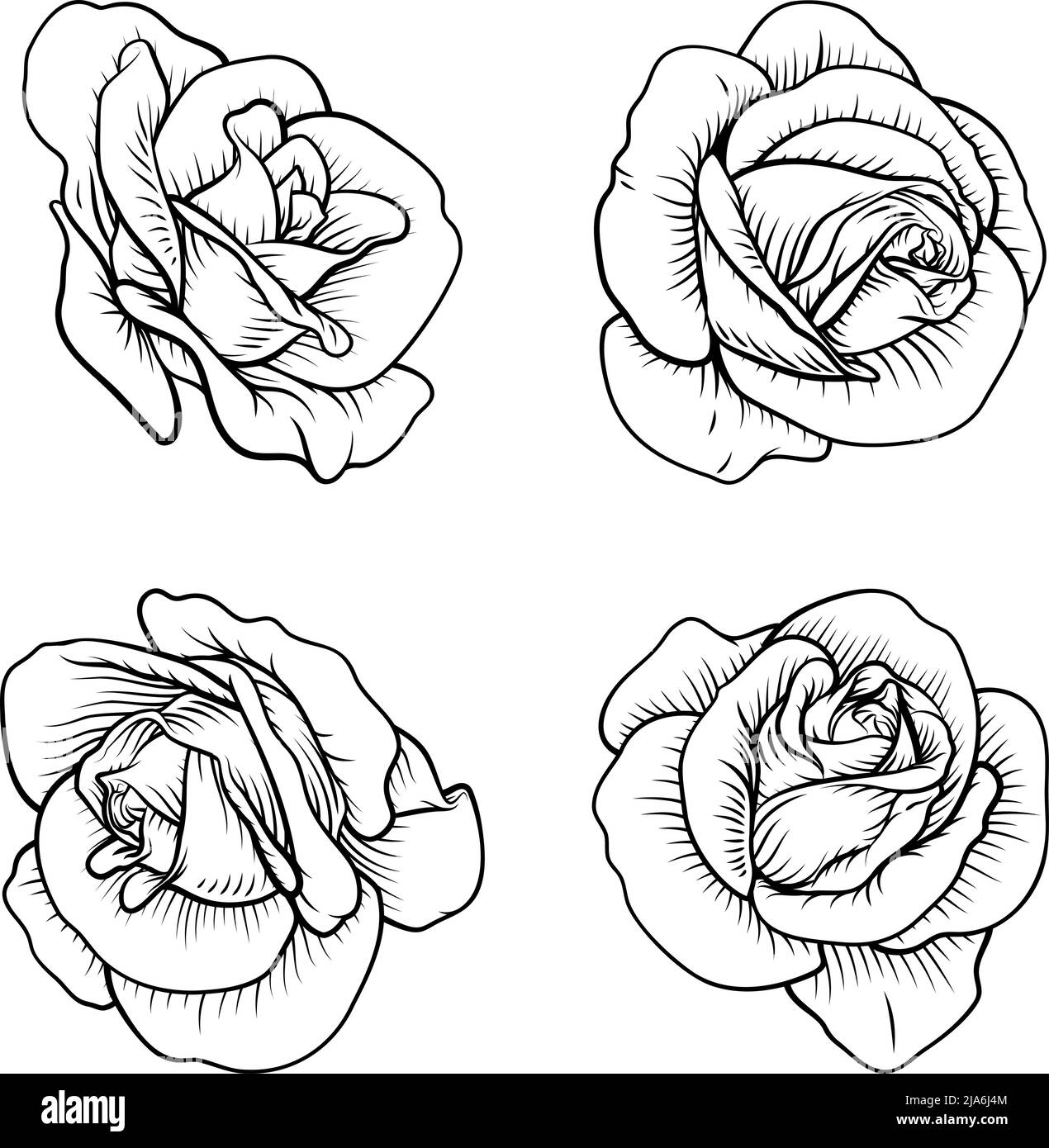 Set di rose Rose Flowers in vintage Woodcut Style Illustrazione Vettoriale