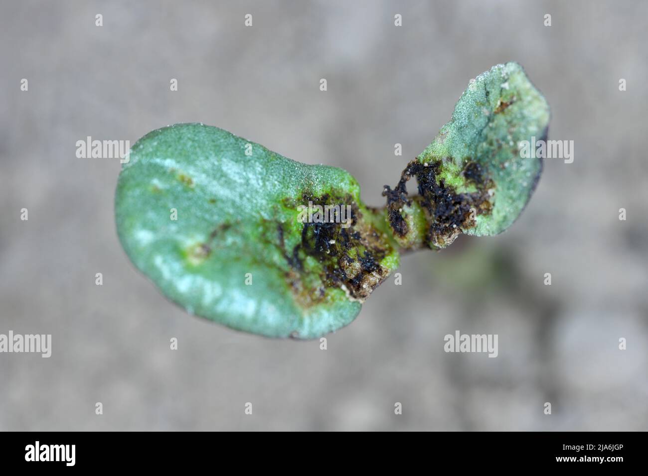 Lupino germinante danneggiato da Delia florilega - maggot di semi di fagiolo o maggot di rapa in un campo di fattoria in primavera. Foto Stock