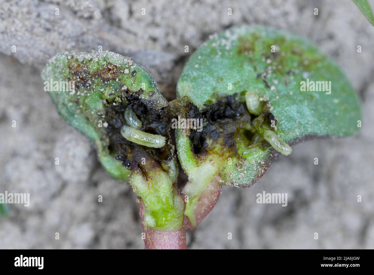Lupino germinante danneggiato da Delia florilega - maggot di semi di fagiolo o maggot di rapa in un campo di fattoria in primavera. Foto Stock