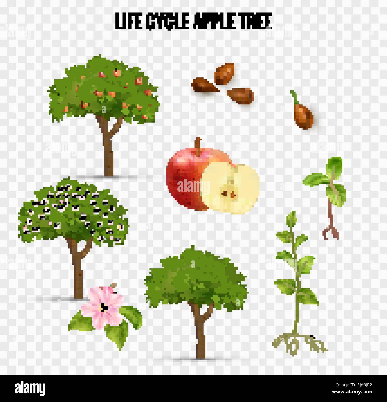 Ciclo di vita dell'albero di Apple illustrazione vettoriale trasparente e realistica Illustrazione Vettoriale