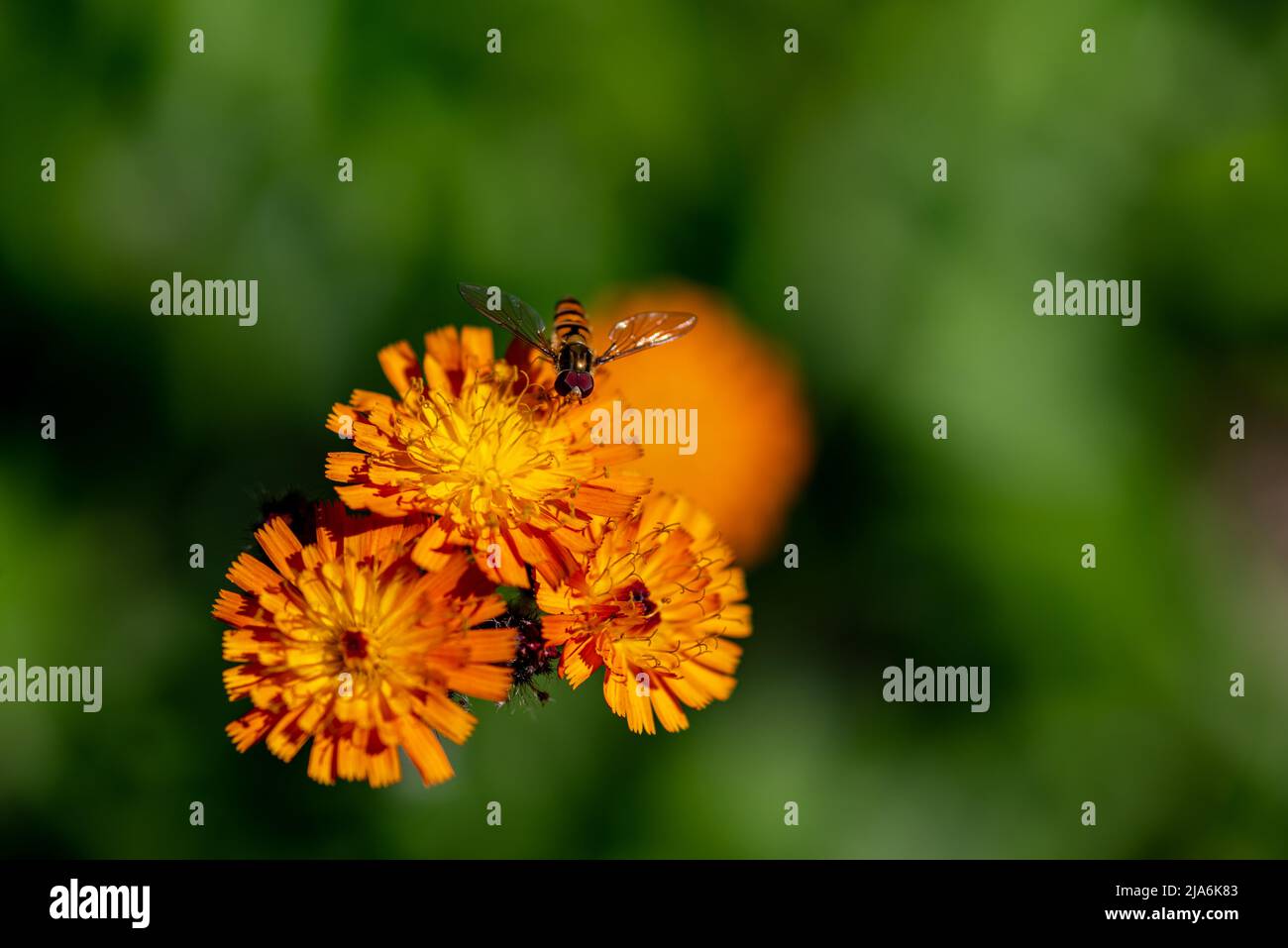 Primo piano di un hoverfly (Syrphidae) su una punta di falco arancione (Hieracium aurantiacum) Foto Stock